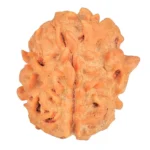 1 Mukhi Rudraksha 21.6mm 2.88gm - Rudraksha