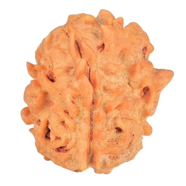 1 Mukhi Rudraksha 21.6mm 2.88gm - Rudraksha