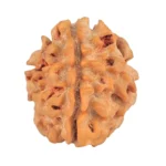 1 Mukhi Rudraksha 18.9mm 2.09gm - Rudraksha