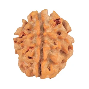 1 Mukhi Rudraksha 18.9mm 2.09gm - Rudraksha