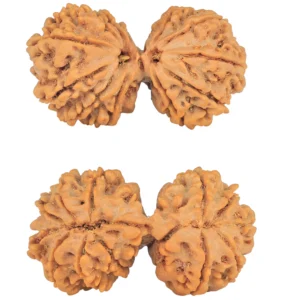 13 MK Gaurishankar 38.1mm 7.51gm - Rudraksha