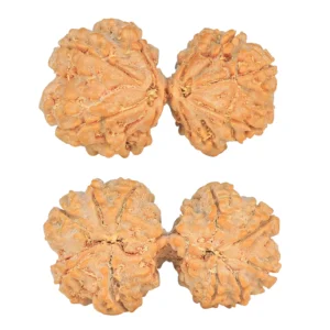 10 Mk Gaurishankar 36.7mm 6.69gm - Rudraksha