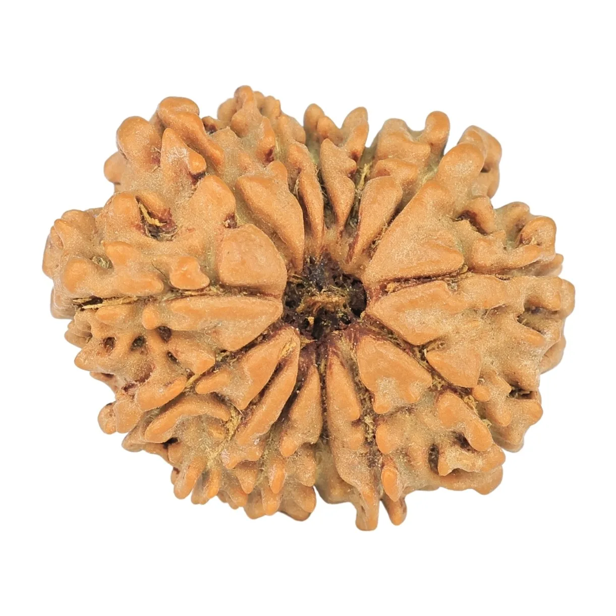 13 Mukhi Rudraksha 21.2mm 2.3gm - Rudraksha
