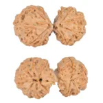 12 MK Gaurishankar 40.5mm 8.83gm - Rudraksha