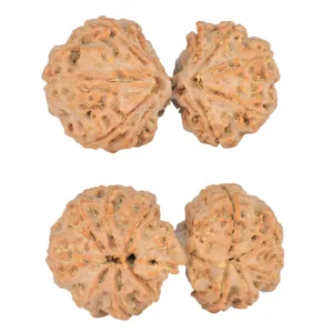 12 MK Gaurishankar 40.5mm 8.83gm - Rudraksha