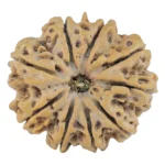 9 Mukhi Rudraksha 30.2mm 7.55gm - Rudraksha