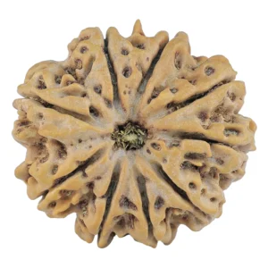 9 Mukhi Rudraksha 30.2mm 7.55gm - Rudraksha