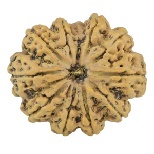 11 Mukhi Rudraksha 34.5mm 9.68gm - Rudraksha