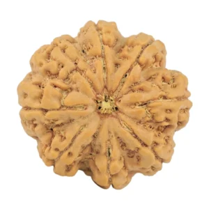 8 Mukhi Rudraksha 28.8mm 7.17gm - Rudraksha