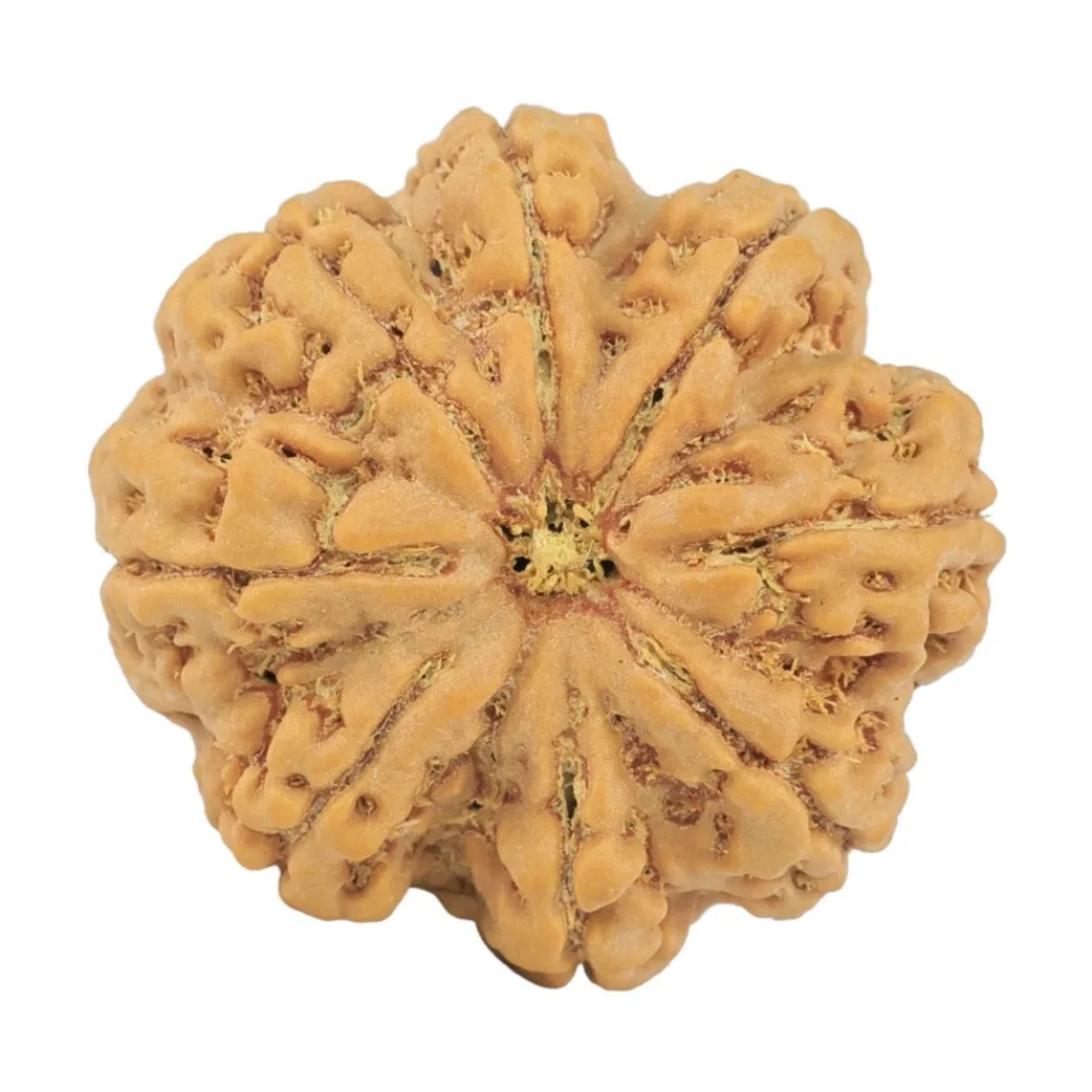 8 Mukhi Rudraksha 28.8mm 7.17gm - Rudraksha