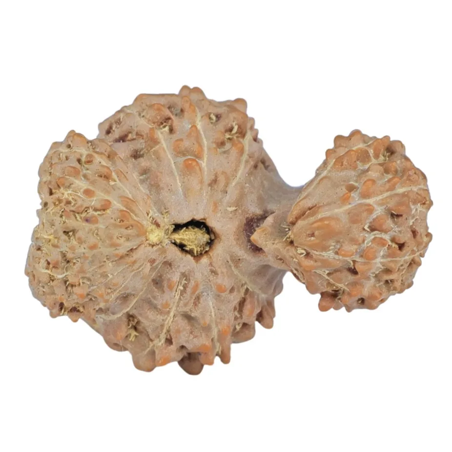 20 Mukhi Trijuti 19.9mm 1.47gm - Rudraksha
