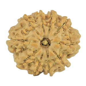 10 Mukhi Rudraksha 23.9mm 4.09gm - Rudraksha