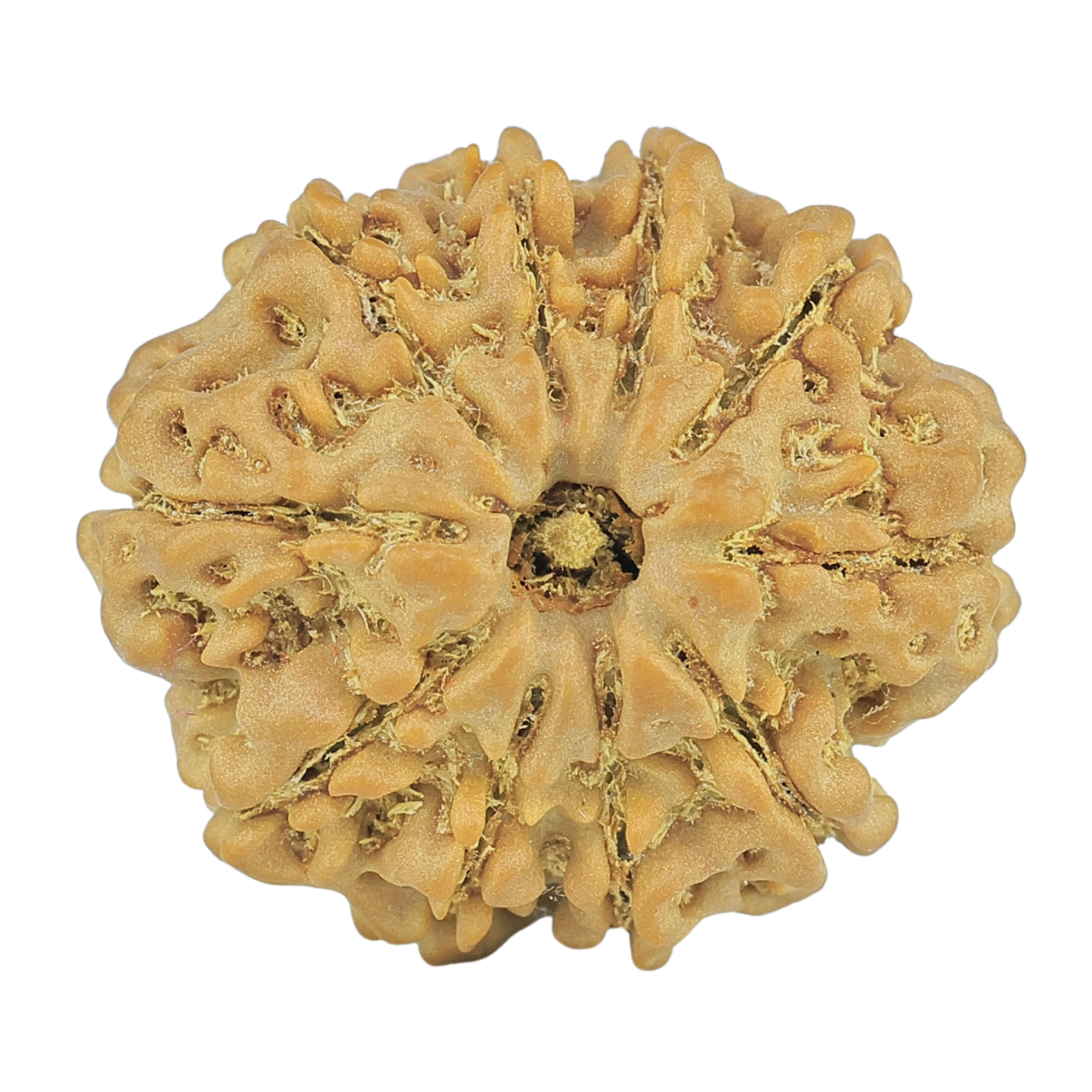 10 Mukhi Rudraksha 23.9mm 4.09gm - Rudraksha