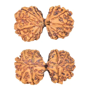 10 Mk Gaurishankar 39.6mm 8.3gm - Rudraksha