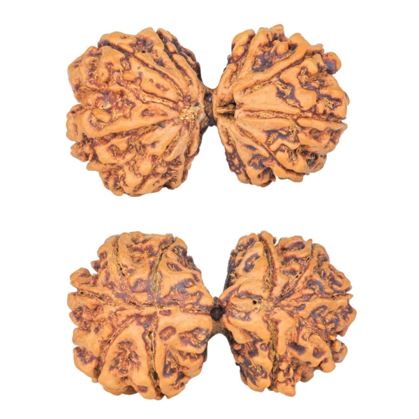10 Mk Gaurishankar 39.6mm 8.3gm - Rudraksha