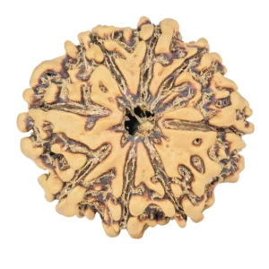 8 Mukhi Rudraksha 26.3mm 3.55gm - Rudraksha