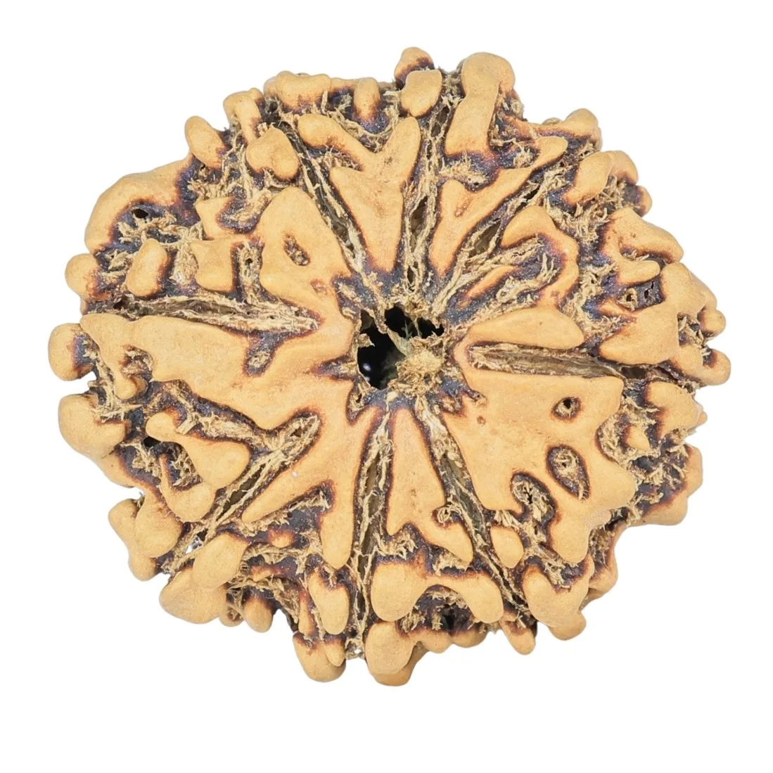 8 Mukhi Rudraksha 26.3mm 3.55gm - Rudraksha