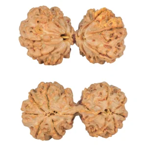 10 Mk Gaurishankar 40.1mm 8.78gm - Rudraksha