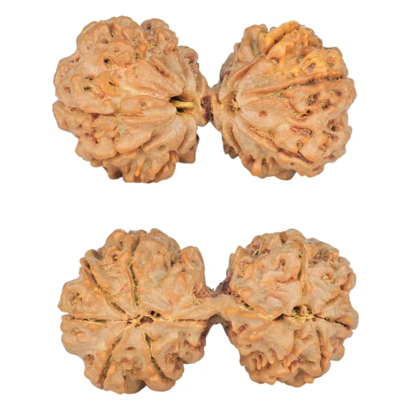 10 Mk Gaurishankar 40.1mm 8.78gm - Rudraksha