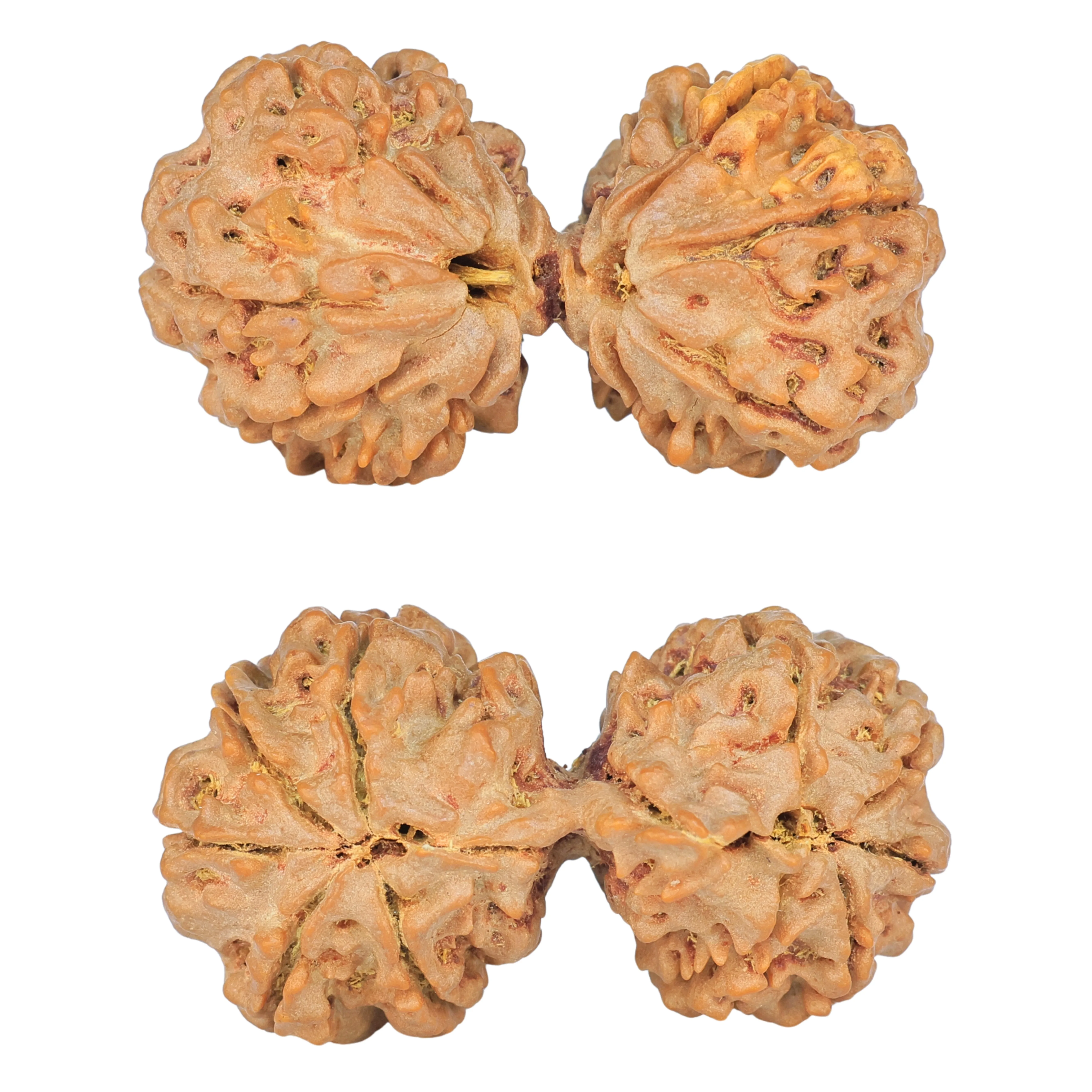 10 Mk Gaurishankar 40.1mm 8.78gm - Rudraksha