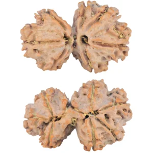 7 MK Gaurishankar 30.7mm 5gm - Rudraksha
