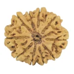 10 Mukhi Rudraksha 29.8mm 6gm - Rudraksha