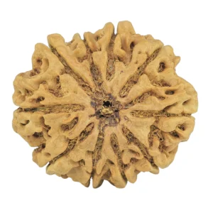 10 Mukhi Rudraksha 29.8mm 6gm - Rudraksha