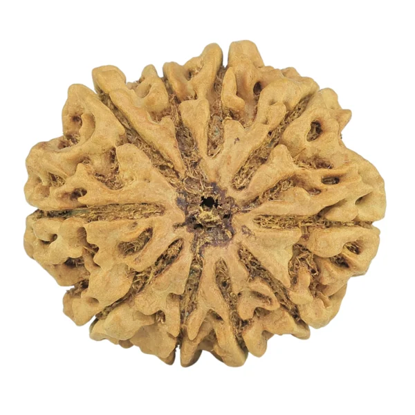 10 Mukhi Rudraksha 29.8mm 6gm - Rudraksha