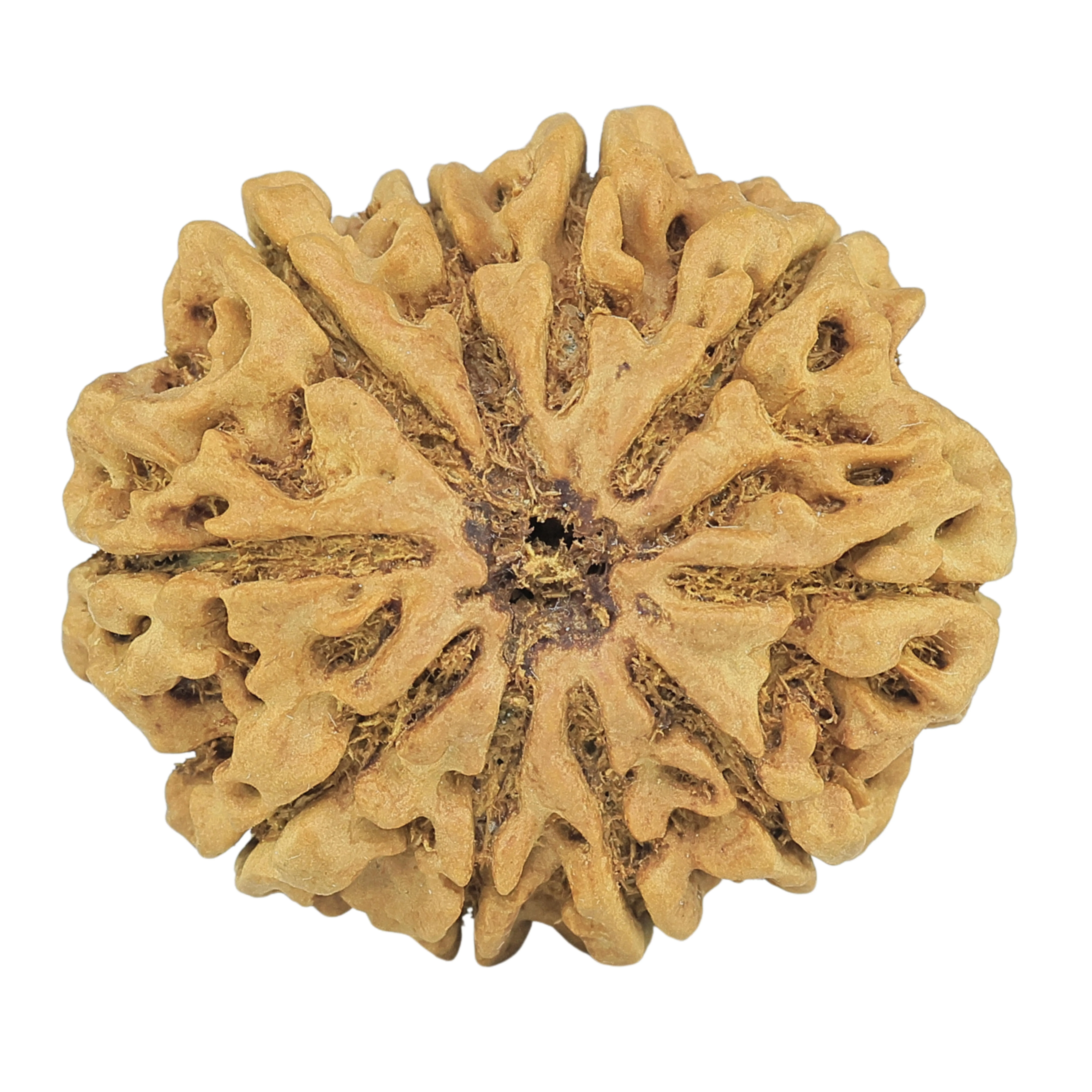 10 Mukhi Rudraksha 29.8mm 6gm - Rudraksha