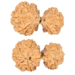 8 MK Gaurishankar 34.2mm 5.76gm - Rudraksha