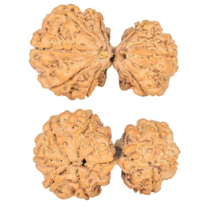 8 MK Gaurishankar 34.2mm 5.76gm - Rudraksha