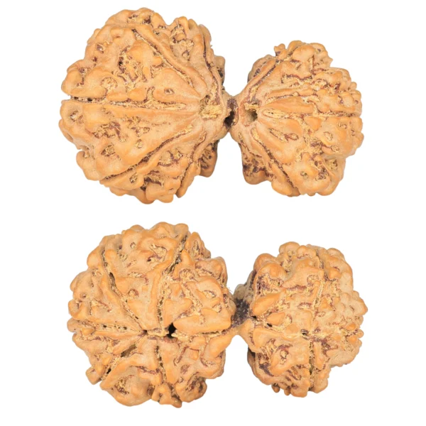 8 MK Gaurishankar 34.2mm 5.76gm - Rudraksha