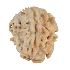 1 Mukhi Rudraksha 19.4mm 2gm - Rudraksha