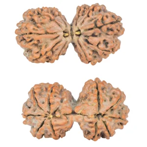 10 Mk Gaurishankar 39mm 8gm - Rudraksha