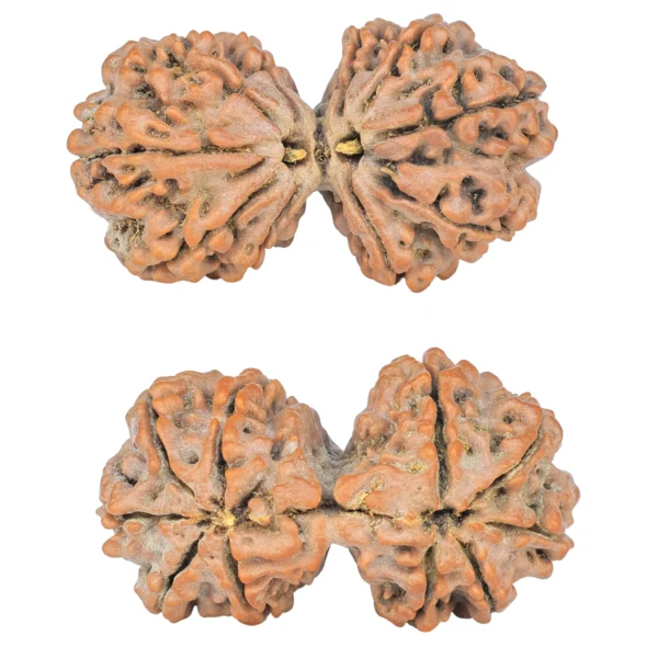 10 Mk Gaurishankar 39mm 8gm - Rudraksha