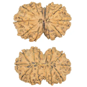13 MK Gaurishankar 34.7mm 6.2gm - Rudraksha