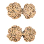 10 Mk Gaurishankar 39.9mm 7.32gm - Rudraksha