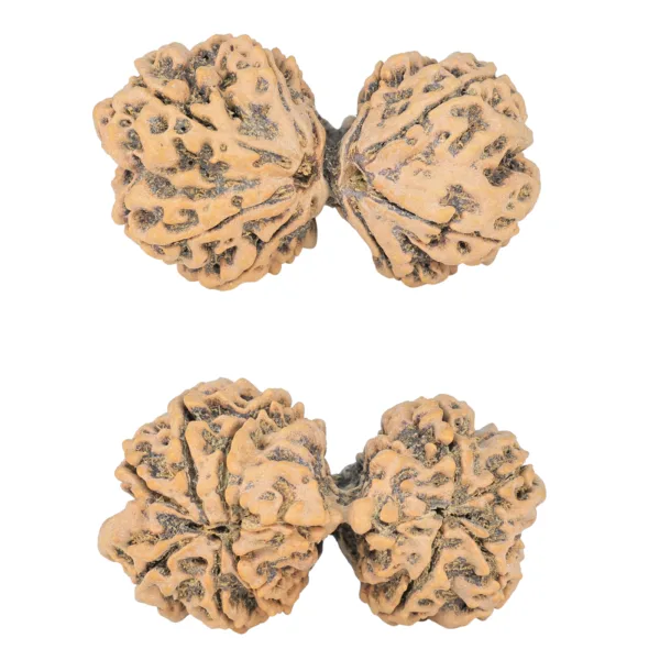 10 Mk Gaurishankar 39.9mm 7.32gm - Rudraksha