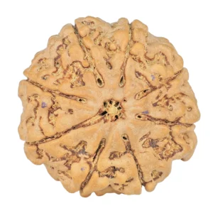 8 Mukhi Rudraksha 26.4mm 5.73gm - Rudraksha