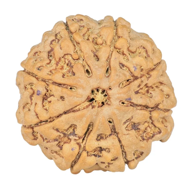 8 Mukhi Rudraksha 26.4mm 5.73gm - Rudraksha
