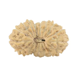 17 Mukhi Rudraksha 14.5mm 0.54gm - Rudraksha