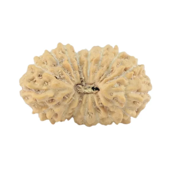 17 Mukhi Rudraksha 14.5mm 0.54gm - Rudraksha