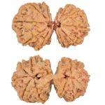 12 MK Gaurishankar 36.5mm 7.12gm - Rudraksha