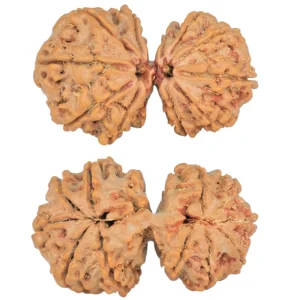 12 MK Gaurishankar 36.5mm 7.12gm - Rudraksha