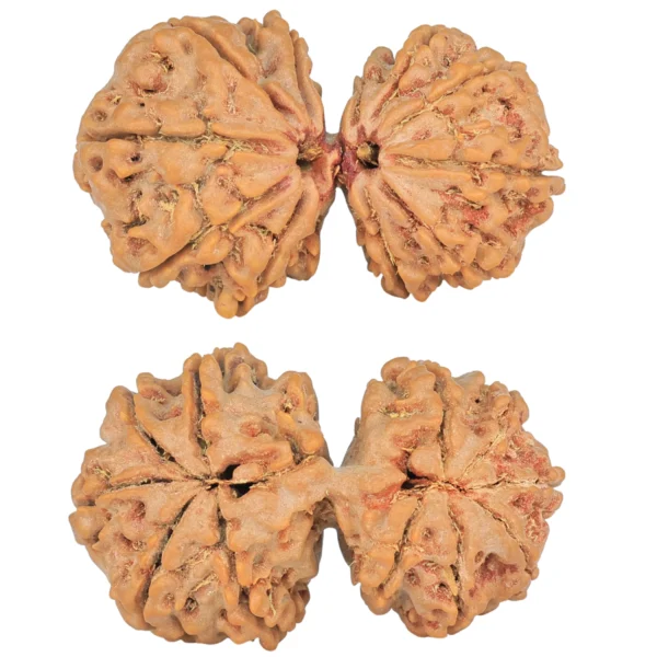 12 MK Gaurishankar 36.5mm 7.12gm - Rudraksha