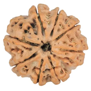 8 Mukhi Rudraksha 26.8mm 6.61gm - Rudraksha