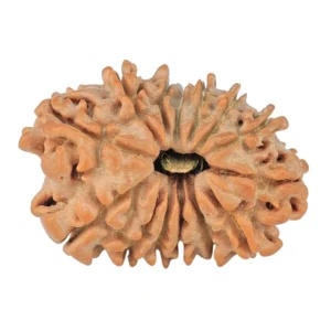 14 Mukhi Rudraksha 20.1mm 1.53gm - Rudraksha