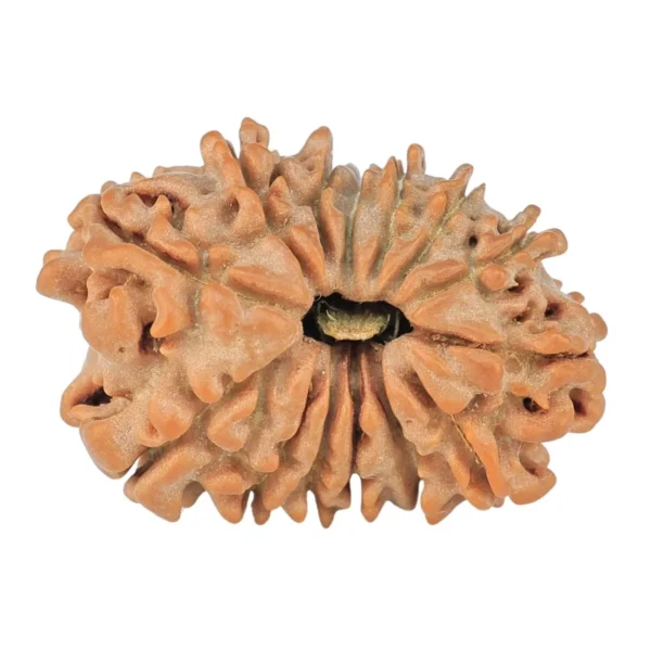 14 Mukhi Rudraksha 20.1mm 1.53gm - Rudraksha