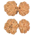 10 Mk Gaurishankar 37mm 7.7gm - Origin: Nepal - Rudraksha