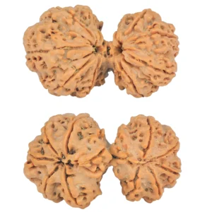 10 Mk Gaurishankar 37mm 7.7gm - Origin: Nepal - Rudraksha